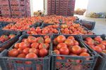 تعرفه صادرات گوجه فرنگی تولیدی در استان بوشهر صفر شد