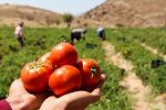 عوارض صادراتی گوجه‌فرنگی از ۱۵ بهمن‌ماه حذف می‌شود